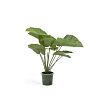 Превью Искусственное растение Alocasia пахучая с черным горшком 57 см