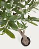 Превью Искусственное оливковое дерево Olivo с черным горшком 140 см