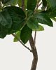 Превью Ficus Искусственное дерево фикус в черном горшке 210 см