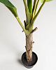 Превью Flower Искусственное банановое дерево 160см