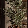 Превью Искусственное растение FICUS