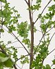 Превью Enkianthus Искусственное дерево с черным горшком 214 см